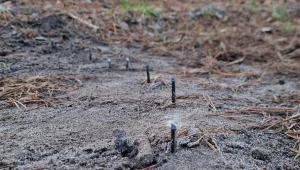 Leśnicy przecierali oczy. Ktoś zamontował w lesie tajemniczą pułapkę