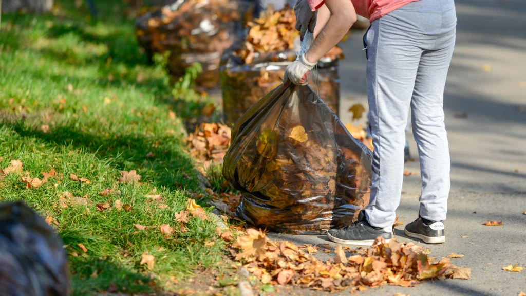 Czy grabienie liści jest potrzebne naturze? I czy koniecznie musimy zbierać je w worki? Osoba w ubraniu sportowym zbiera opadłe liście do dużego, przezroczystego worka na śmieci stojąc na chodniku, wokół widać kolejne worki z zebranymi liśćmi oraz fragment trawnika pokrytego jesiennymi liśćmi.