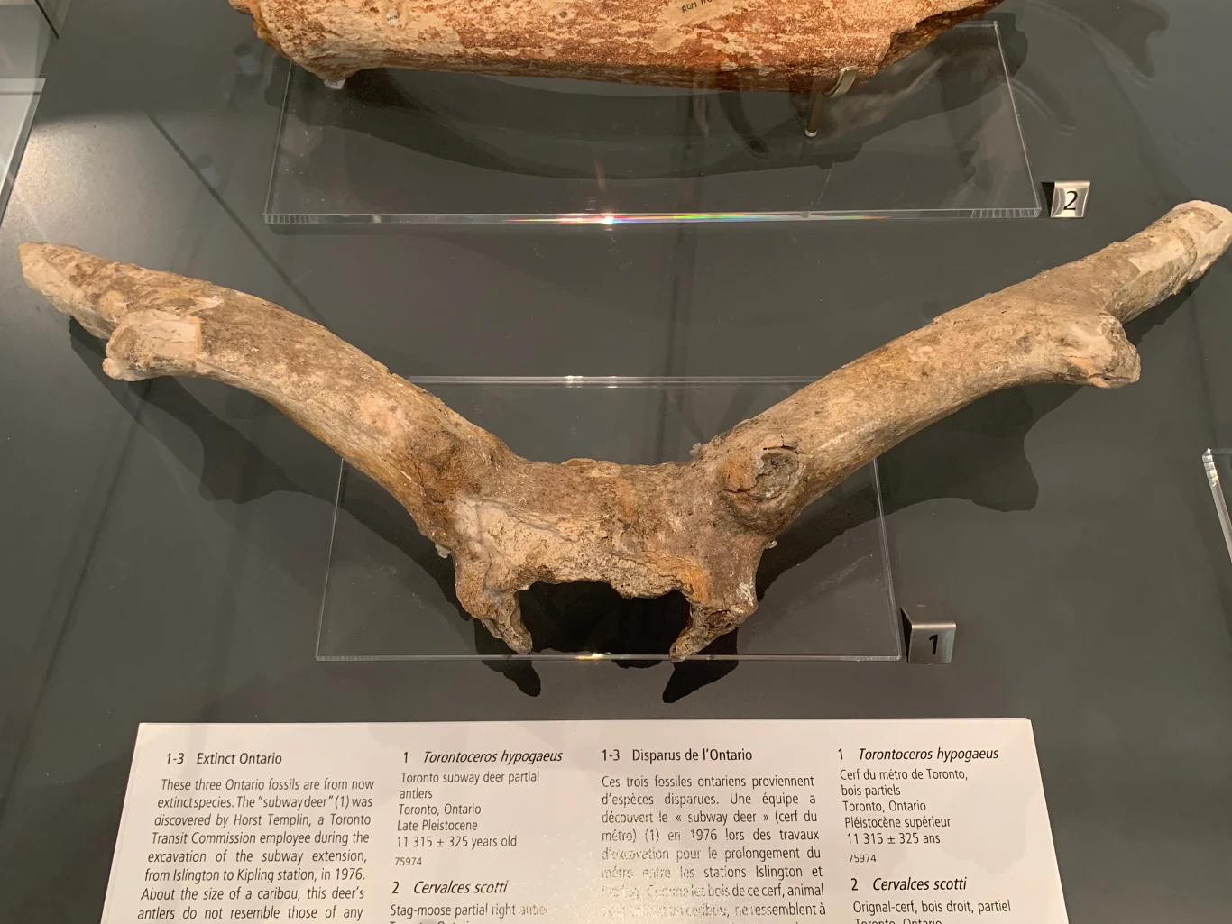 Poroże Torontoceros na wystawie w Królewskim Muzeum Ontario. Skamieniałość rogów zwierzęcia prehistorycznego wyeksponowana za przezroczystą szybą w muzeum, poniżej widoczne są opisy informacyjne dotyczące tego eksponatu.