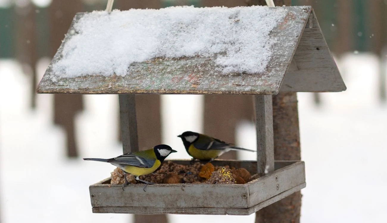 Jak i kiedy dokarmiać ptaki? Musisz pamiętać o tych zasadach Jak i kiedy dokarmiać ptaki? Musisz pamiętać o tych zasadach