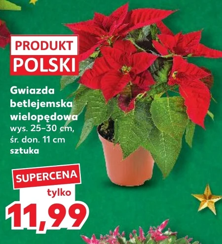 Вифлеємська зірка Polski