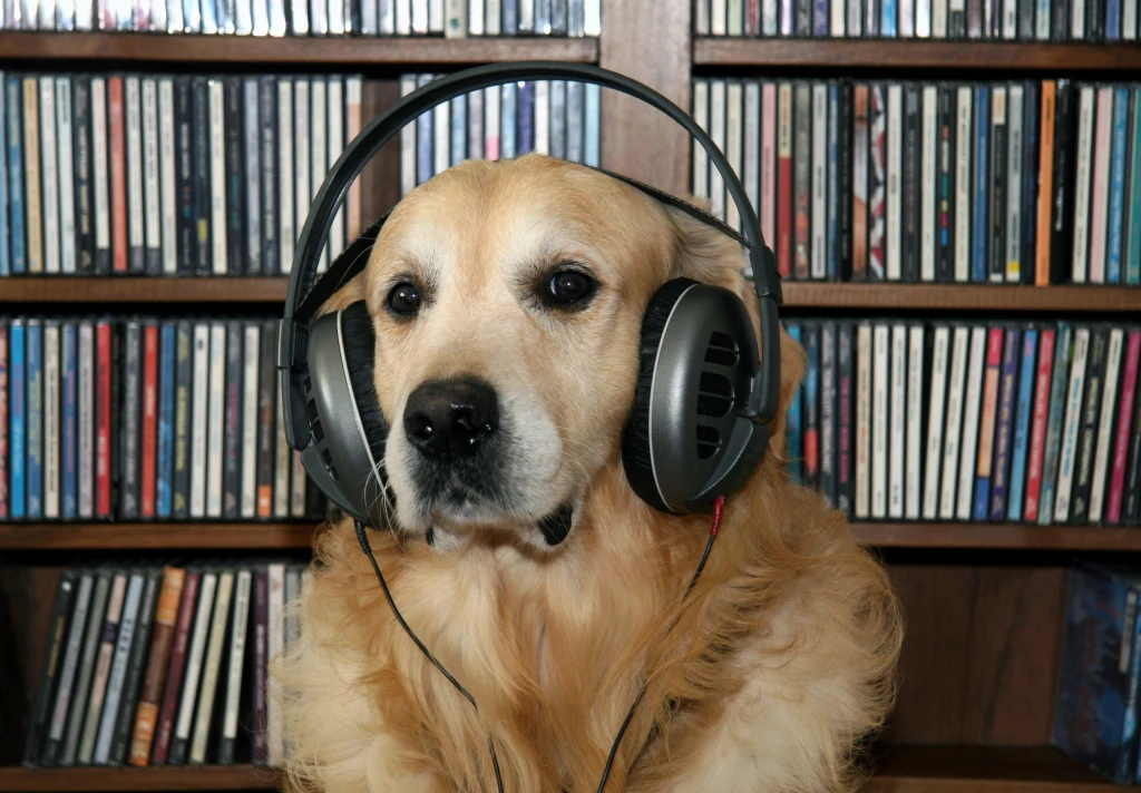 W internecie można znaleźć wiele różnych playlist muzycznych dla psów i kotów. Ale czy one lubią muzykę? Golden retriever z nałożonymi dużymi słuchawkami na uszach, w tle półka wypełniona płytami CD.