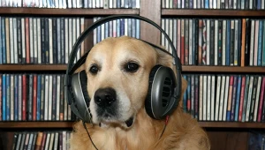 W internecie można znaleźć wiele różnych playlist muzycznych dla psów i kotów. Ale czy one lubią muzykę?