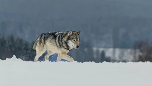 Naukowcy sprawdzili reakcje wilków na człowieka. Wyniki jednoznaczne