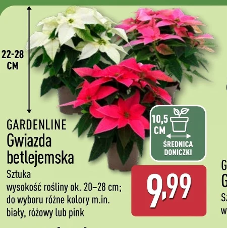 Вифлеємська зірка Gardenline