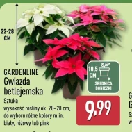 Вифлеємська зірка Gardenline