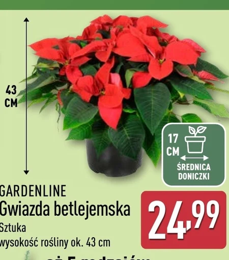 Вифлеємська зірка Gardenline
