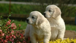 Naukowcy przecierali oczy. Geny tej rasy psów działają podobnie jak u ludzi