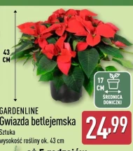 Gwiazda betlejemska Gardenline