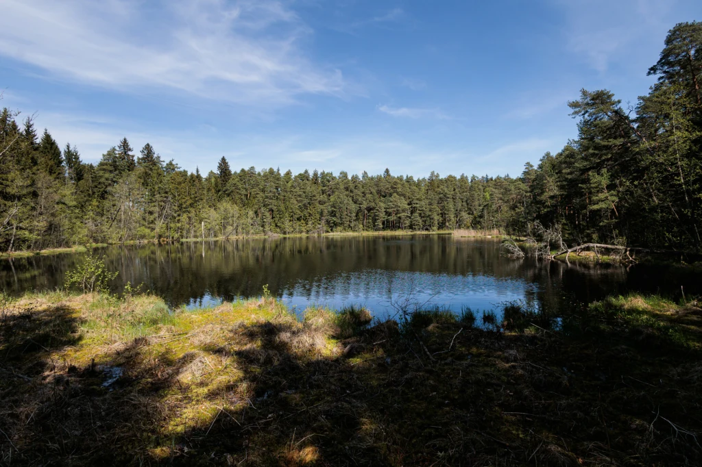 Leśne jezioro otoczone gęstym lasem iglastym, spokojna tafla wody odbijająca niebo, w tle widoczne korony drzew i fragment jasnego nieba z lekkimi chmurami.