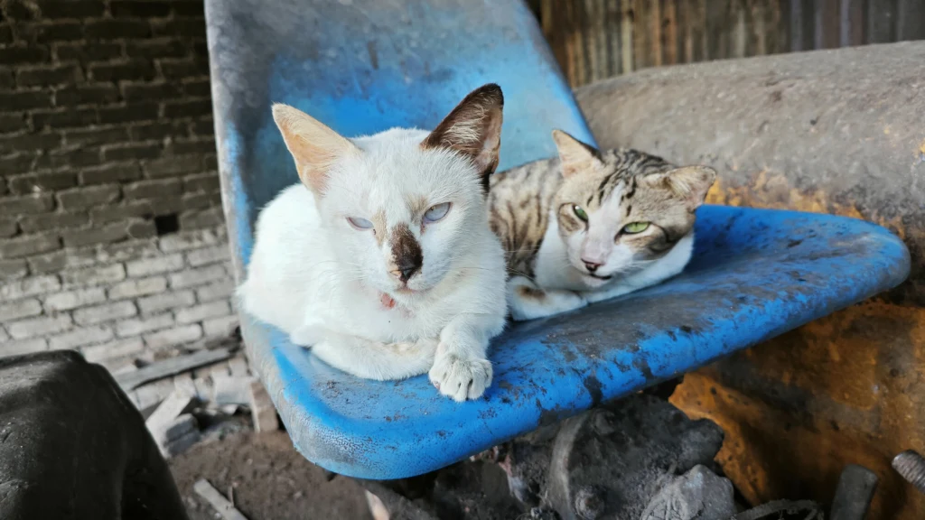 Dwa koty leżą obok siebie na niebieskim, zabrudzonym plastikowym siedzeniu w otoczeniu surowych, przemysłowych elementów. Jeden z kotów jest biały z ciemnymi znaczeniami na pysku, drugi ma szaro-pręgowaną sierść. Ich spojrzenia są skierowane w stronę a...