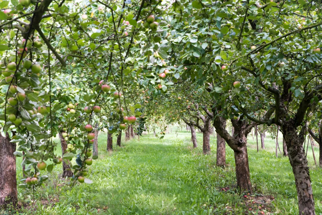 Drzewa owocowe zaatakowane jesienią przez szkodniki mogą mieć trudną wiosnę Rzędy drzew owocowych z gałęziami pełnymi zielonych i czerwieniejących jabłek, pod nimi zielona, gęsta trawa rozciągająca się wzdłuż alei w sadzie