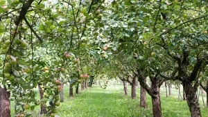 Jesienią miodówka zaatakowała drzewa owocowe? Oto co czeka cię na wiosnę