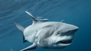 Rekin zaatakował na rajskiej plaży. Nie żyje 20-letnia kobieta