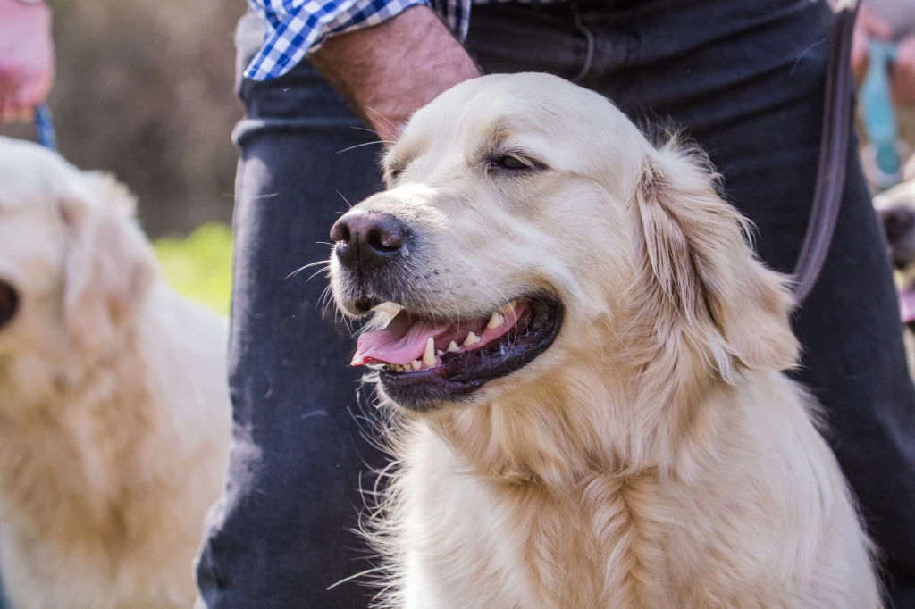 Zadowolony golden retriever na smyczy, z puszystą jasną sierścią, trzymany przez osobę w koszuli w kratę. W tle widoczny fragment drugiego psa.