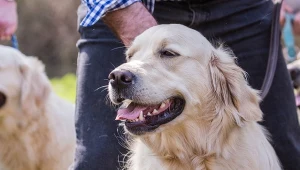 Golden retriever to bardzo popularna rasa. Psy te są towarzyskie i kochają ludzi