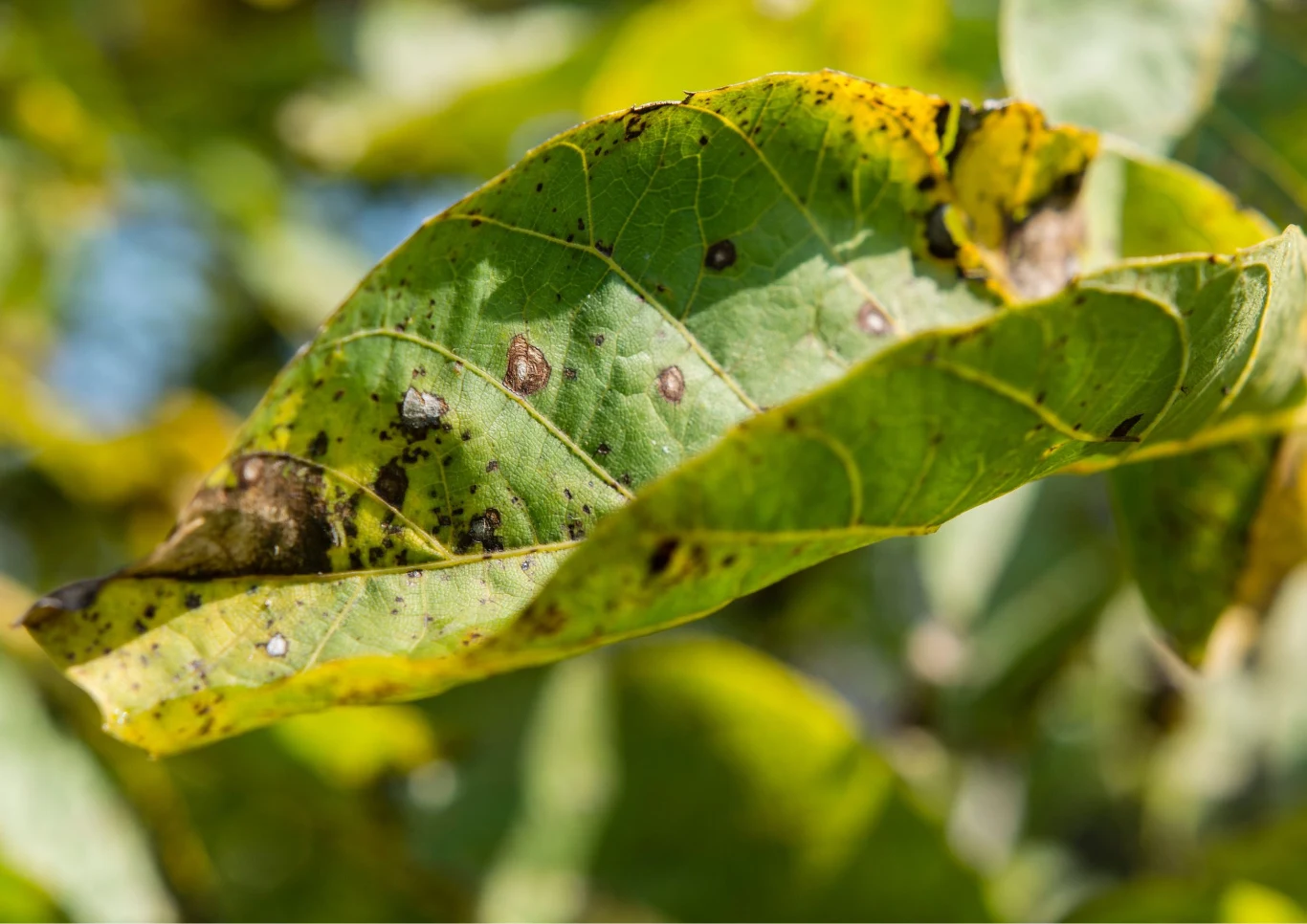Alternarioza jest chorobą grzybową, która może dotknąć wiele roślin. Fot. lapis2380/123RF.com