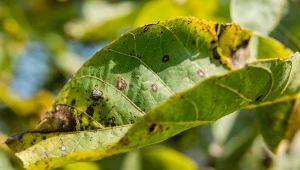 Alternarioza jest chorobą grzybową, która może dotknąć wiele roślin. Fot. lapis2380/123RF.com