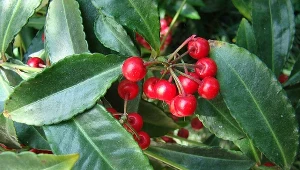 Ten krzew to hit na Boże Narodzenie. Wygląda jak z baśni