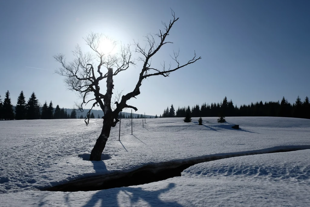 Hala Izerska to prawdziwy biegun zimna w Polsce. Temperatury sięgają tu -45°C Suchy, samotny, pozbawiony liści drzewo stoi na ośnieżonej polanie, a wokół niego widoczny jest śnieg z ciemnym rozpadliskiem biegnącym przez środek obrazu. W tle widać zarys lasu oraz jasne, zimowe słońce oświetlające całą scenę.