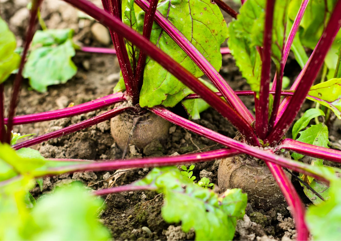 Burak z powodzeniem może uprawiać nawet początkujący ogrodnik. Fot. rootstocks/123RF.com