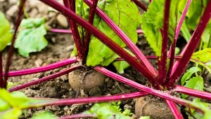 Burak z powodzeniem może uprawiać nawet początkujący ogrodnik. Fot. rootstocks/123RF.com