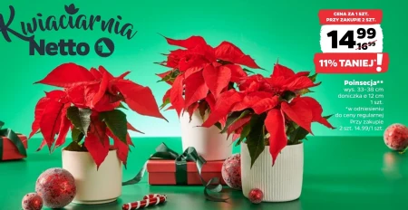 Рослина в горщику Netto