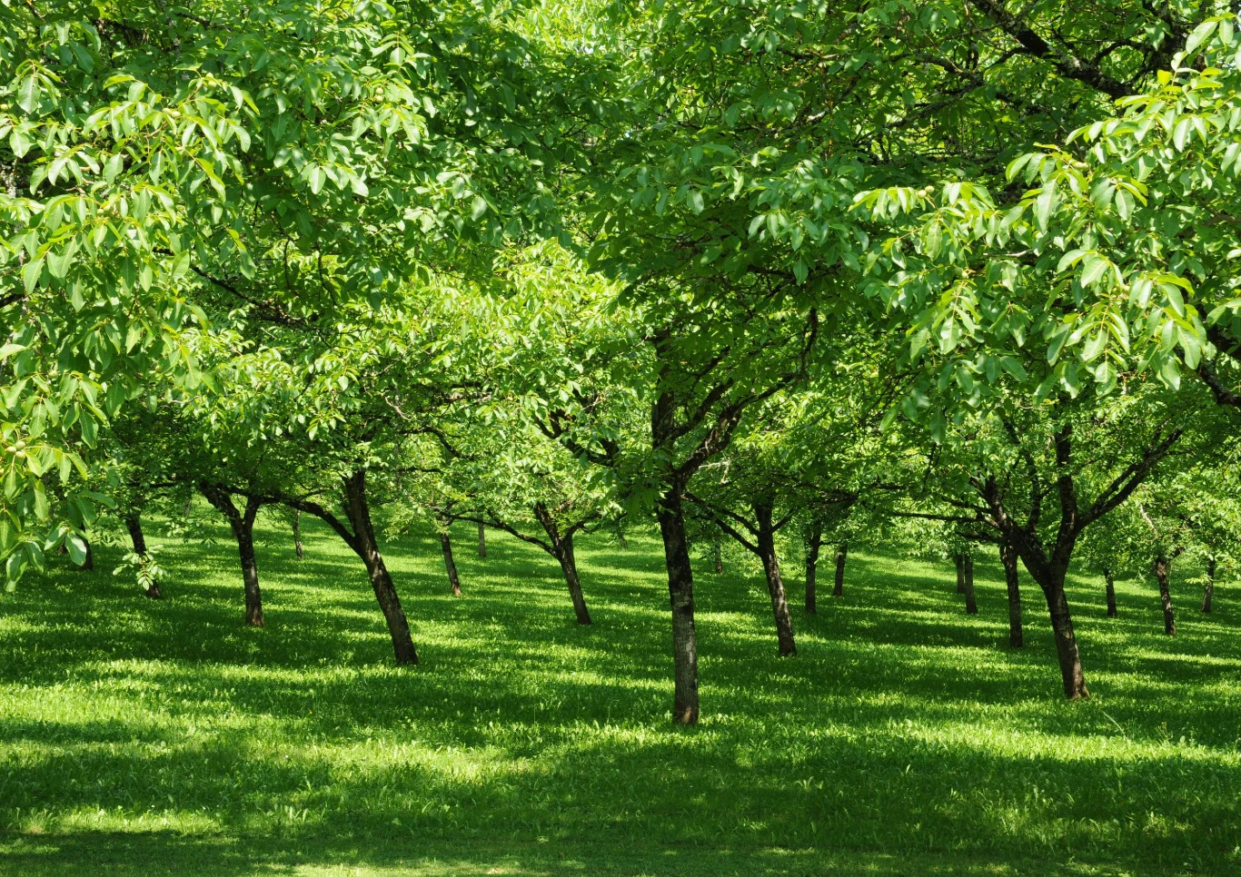 Ważne jest, aby dbać o drzewa w ogrodzie. Fot. packshot/123RF.com