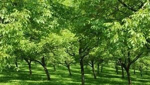 Ważne jest, aby dbać o drzewa w ogrodzie. Fot. packshot/123RF.com