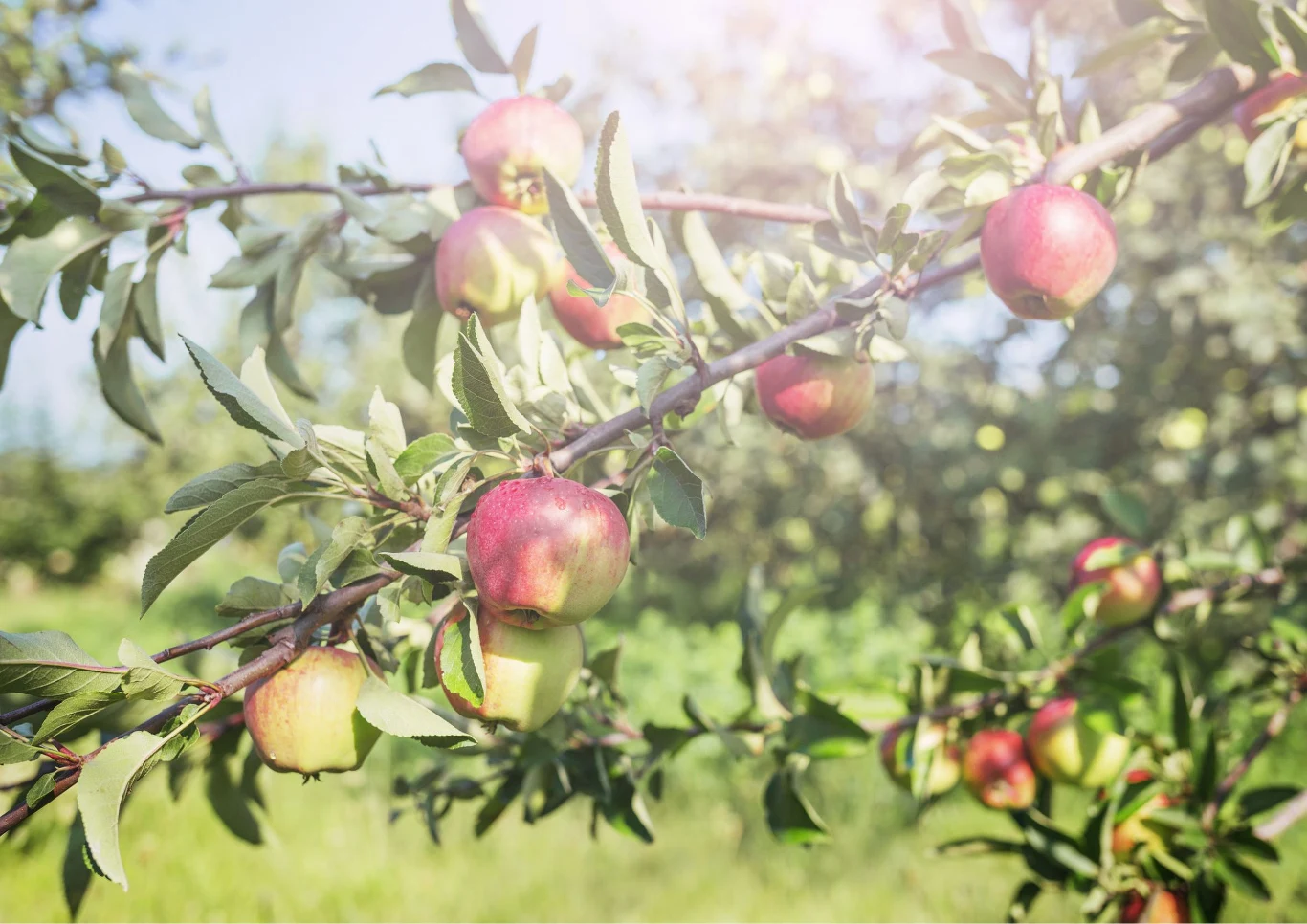 Jabłonie są często narażone na choroby grzybowe. Fot. fucsiya/123RF.com