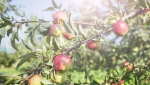 Jabłonie są często narażone na choroby grzybowe. Fot. fucsiya/123RF.com