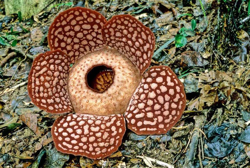 Duży kwiat raflezji rozwinięty wśród liści na leśnym podłożu, pięć grubo nakrapianych płatków o brązowo-czerwonej barwie, centralny otwór otoczony kolistą strukturą.