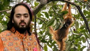 Anant Ambani i orangutan tapanulijski w lesie Batang Toru na Sumatrze 
