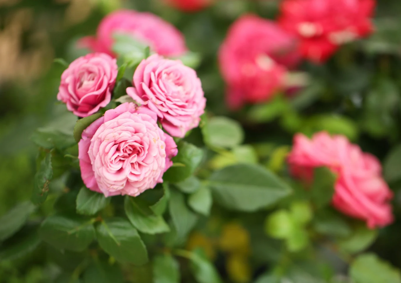 Róże są podatne na wiele chorób. Fot. liudmilachernetska/123RF.com