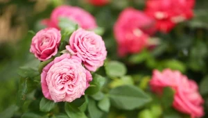 Róże są podatne na wiele chorób. Fot. liudmilachernetska/123RF.com