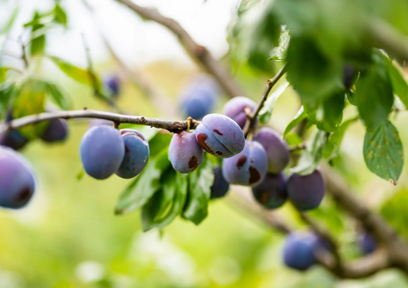 Śliwa może być podatna na wiele chorób. Fot. maximkabb/123RF.com