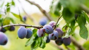 Śliwa może być podatna na wiele chorób. Fot. maximkabb/123RF.com