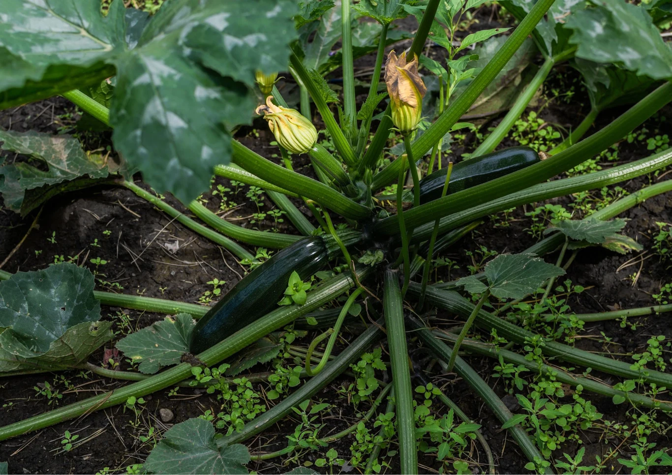 Cukinię mogą dotykać choroby. Fot. symbiosisartmedia/123RF.com
