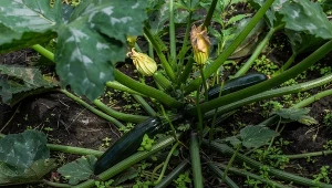 Cukinię mogą dotykać choroby. Fot. symbiosisartmedia/123RF.com