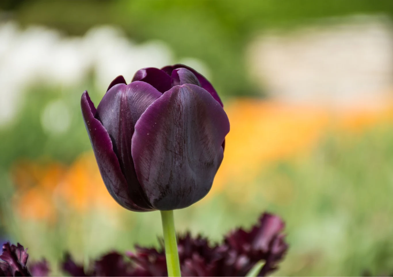 Kwiaty o ciemnych zabarwieniu dają możliwości do ciekawych kompozycji w ogrodzie. Fot. miglenasaldateva/123RF.com