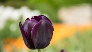 Kwiaty o ciemnych zabarwieniu dają możliwości do ciekawych kompozycji w ogrodzie. Fot. miglenasaldateva/123RF.com