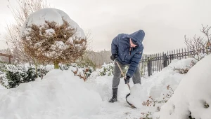 Strząsasz śnieg z roślin w ogrodzie? Uważaj – możesz im zaszkodzić 