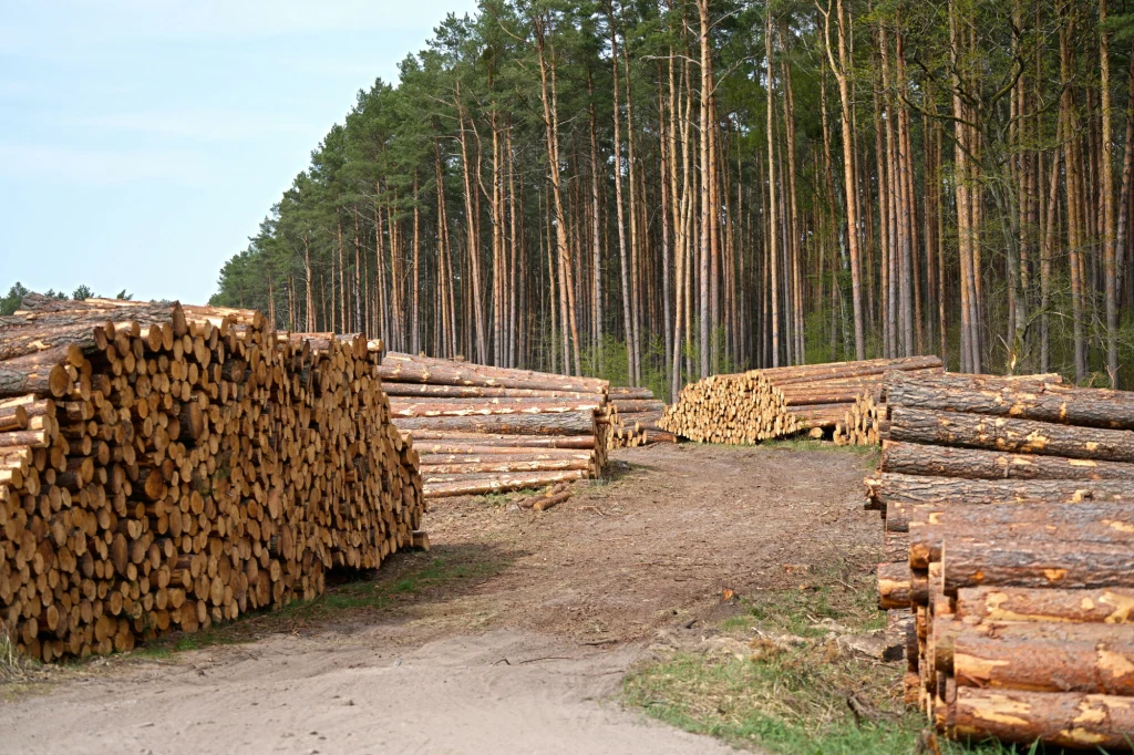 Rzędy pni drzew ułożonych w stosach na tle lasu sosnowego, wyznaczają ścieżkę prowadzącą w głąb lasu, drewno przygotowane do transportu lub dalszej obróbki.