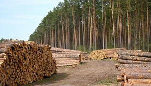 UE zwalnia tempo. Odroczyła istotny przepis dotyczący wylesiania