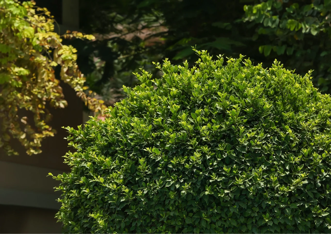 Bukszpan wymaga różnych działań pielęgnacyjnych. Fot. liudmilachernetska/123RF.com