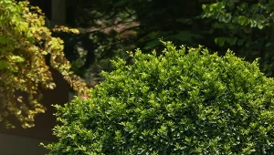 Bukszpan wymaga różnych działań pielęgnacyjnych. Fot. liudmilachernetska/123RF.com