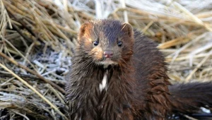 Inwazyjne zwierze jest już niemal w całej Polsce. Ekspansja postępuje