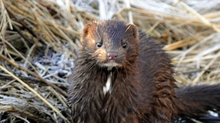 Norka amerykańska jest obcym gatunkiem inwazyjnym, który zagraża rodzimej faunie
