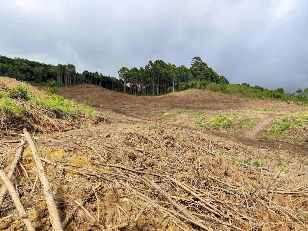 Świeżo wykarczowany teren z licznymi gałęziami i pniami pozostałymi po wyrębie drzew na pierwszym planie, w tle pozostały jeszcze skupiska drzew otoczone przez chmury i pagórkowaty krajobraz.