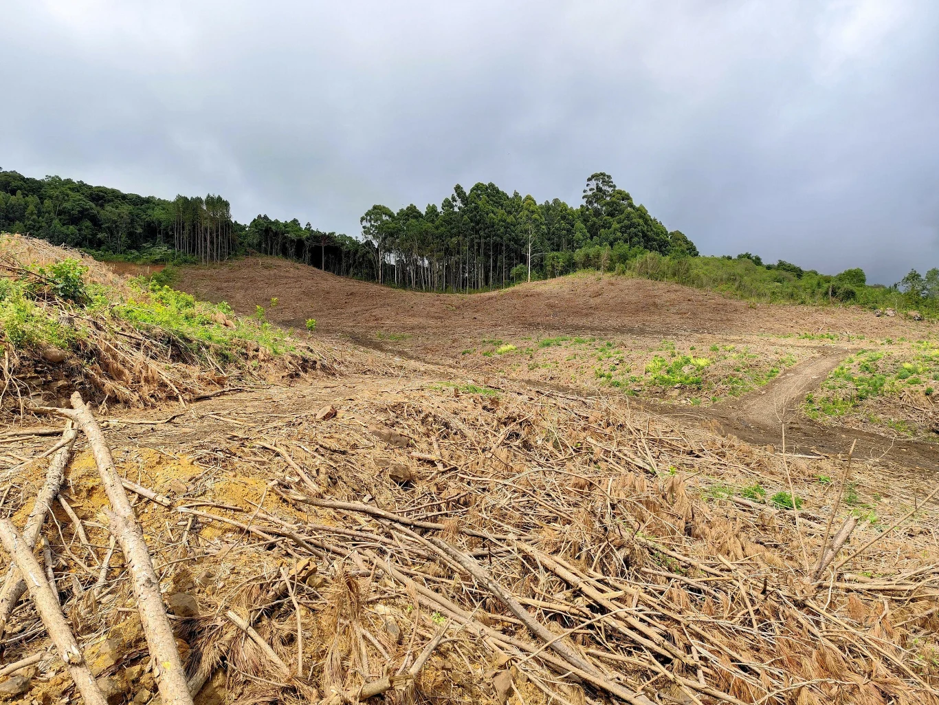 Świeżo wykarczowany teren z licznymi gałęziami i pniami pozostałymi po wyrębie drzew na pierwszym planie, w tle pozostały jeszcze skupiska drzew otoczone przez chmury i pagórkowaty krajobraz.